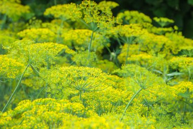Bahçede büyüyen çiçek dereotu baharat
