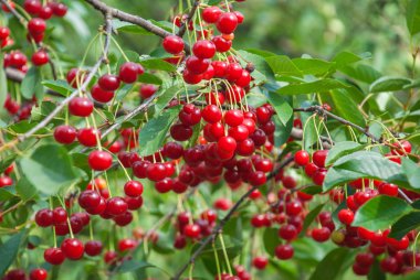 Ağaçtaki kırmızı kirazlar.