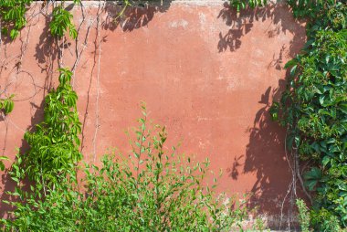 Arka planda sarmaşık olan eski taş duvar.