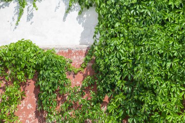 Arka planda sarmaşık olan eski taş duvar.