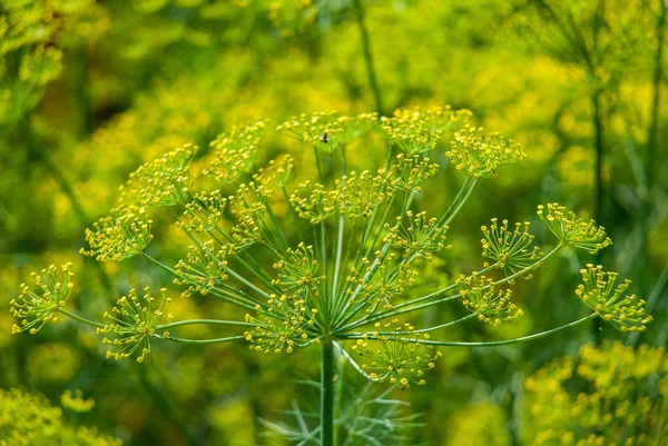 花莳萝香料在花园里生长 — 图库照片