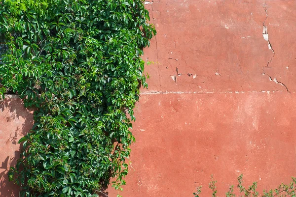 Arka planda sarmaşık olan eski taş duvar.