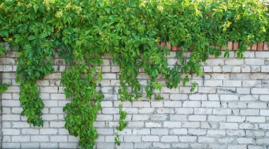 Yeşil sarmaşık kapalı duvar arka plan görüntüsü olarak.