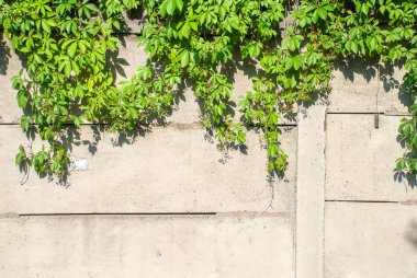 Yeşil sarmaşık kapalı duvar arka plan görüntüsü olarak.