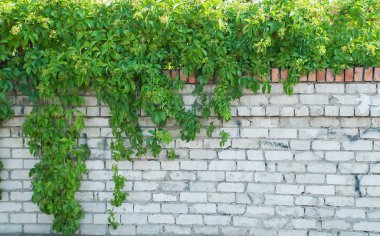 Yeşil sarmaşık kapalı duvar arka plan görüntüsü olarak.