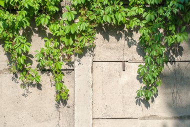 Yeşil sarmaşık kapalı duvar arka plan görüntüsü olarak.