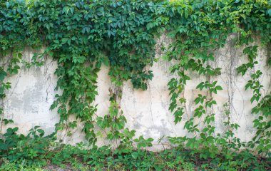 Yeşil sarmaşık kapalı duvar arka plan görüntüsü olarak.