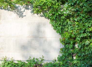 Yeşil sarmaşık kapalı duvar arka plan görüntüsü olarak.