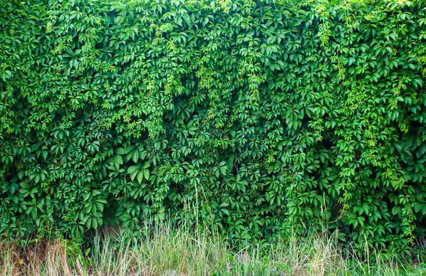 Pared Cubierta Hiedra Verde Como Imagen Fondo — Foto de Stock