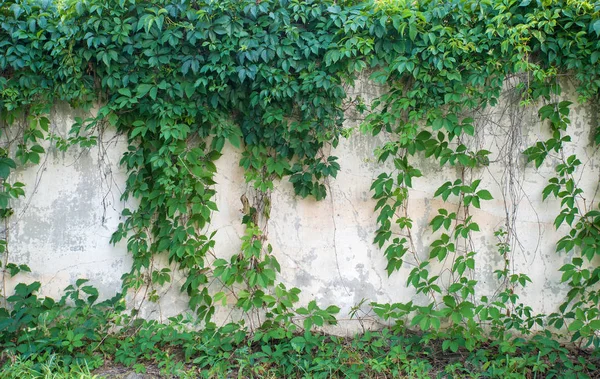 Pared Cubierta Hiedra Verde Como Imagen Fondo — Foto de Stock