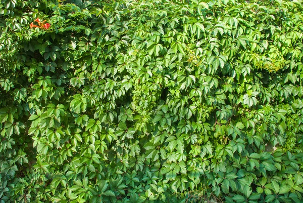 Pared Cubierta Hiedra Verde Como Imagen Fondo — Foto de Stock