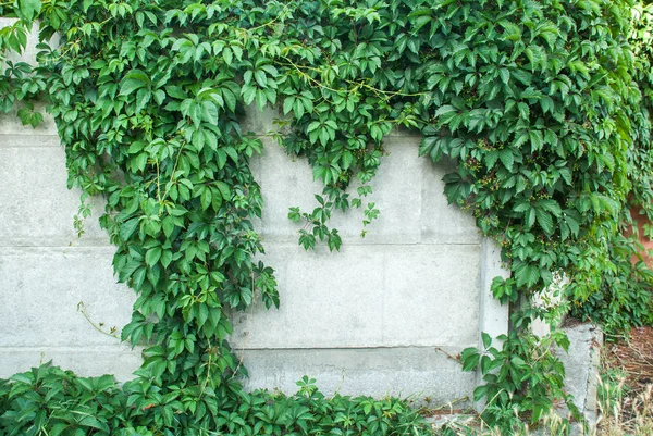 Pared Cubierta Hiedra Verde Como Imagen Fondo — Foto de Stock