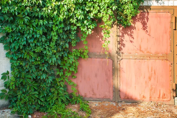 Bluszcz Zielony Ścianki Jako Obraz Tła — Zdjęcie stockowe