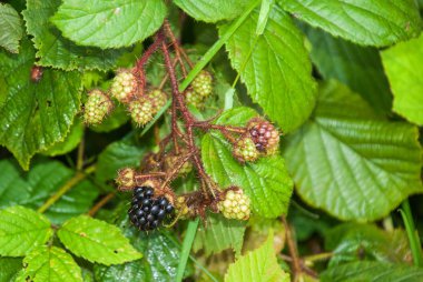 olgunlaşmamış böğürtlen böğürtlen üzerinde demet.