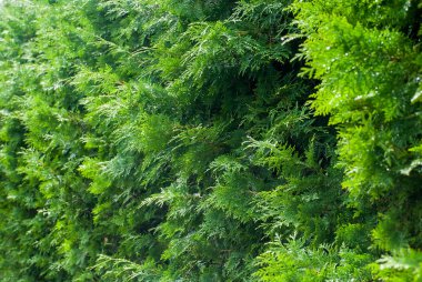 Taze yeşil dallar Cupressus ağacının.