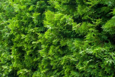 Taze yeşil dallar Cupressus ağacının.