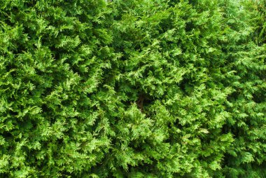 Taze yeşil dallar Cupressus ağacının.