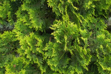 Taze yeşil dallar Cupressus ağacının.