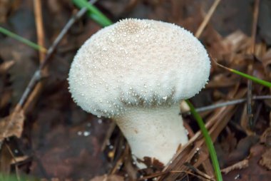 Zehirli mantar ağaçların yaprakları ve düşmüş iğne arasında büyüyen.