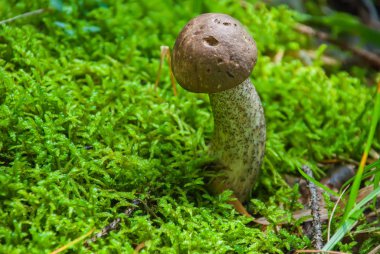 Güzel mantar çörek (çörek reticulatus) bir ahşap.