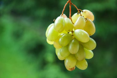 Şarap üzüm asma üzerinde. Arka planda güneşli bağ.