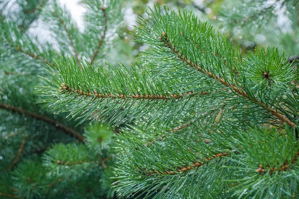 Fenyő Ága Bozót Tűk Vízcseppek — Stock Fotó