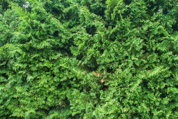 Ramas Verdes Frescas Del Árbol Cupressus — Foto de Stock