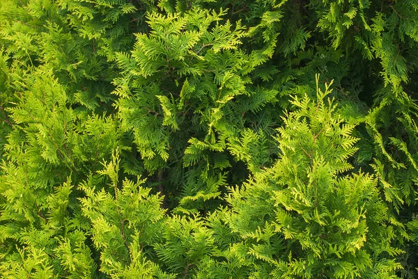 Ramos Verdes Frescos Árvore Cupressus — Fotografia de Stock