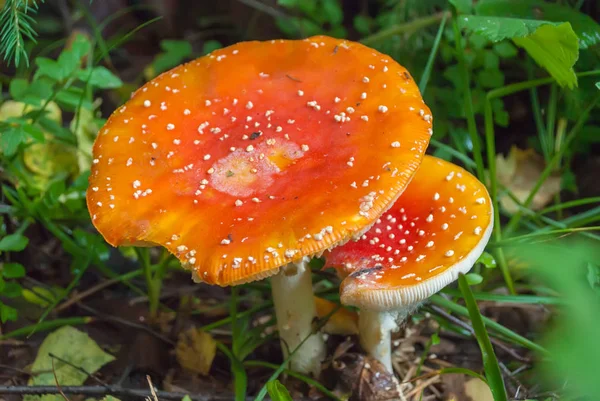 Amanita Muscaria, poisonous mushroom. Photo has been taken in the natural forest background.