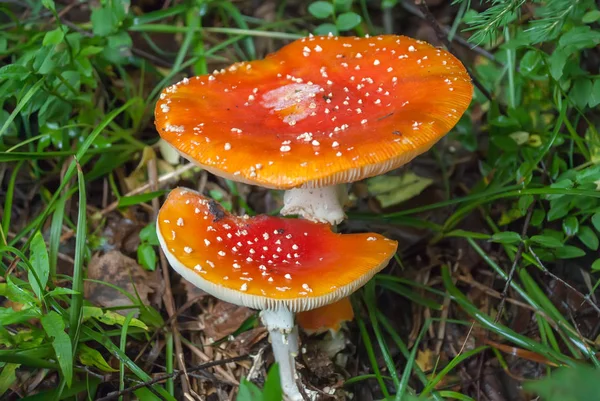 Amanita Muscaria Fungo Velenoso Foto Scattata Sullo Sfondo Della Foresta — Foto Stock