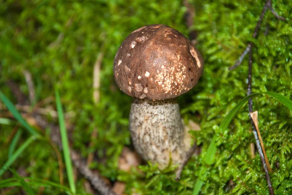 Beautiful Fungus Boletus Boletus Reticulatus Wood — Stock Photo, Image