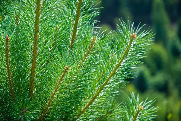 Green Fir Tree Pine Branches — Stock Photo, Image