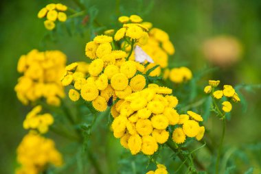 Solucan otu (Tanacetum vulgare, ortak solucan otu, acı düğmeler, inek acı, pelin altın düğmeler)