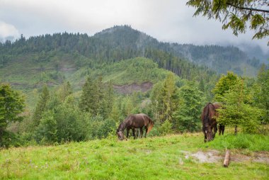 Yeşil alpine mera üzerinde atlar.