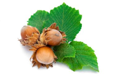 Hazelnuts with leaves isolated on white background. clipart