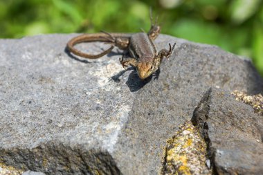 kertenkele büyük taş üzerine oturuyor.