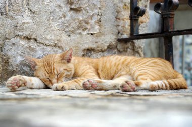 Bir adımda bir tapınak kedi yatan uyku.