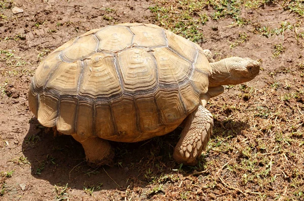Große Schildkröte Aus Nächster Nähe Auf Dem Boden Stehend — Stockfoto