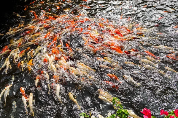 Koi Zwemmen Een Watertuin Vissen Kleurrijke Koi Vissen Detail Van — Stockfoto