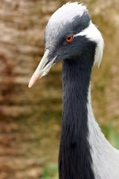 Retrato Demoiselle Crane Antropoides Virgo — Fotografia de Stock