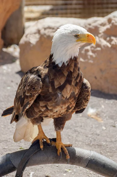 Retrato Águila Calva Haliaeetus Leucocephalus — Foto de Stock