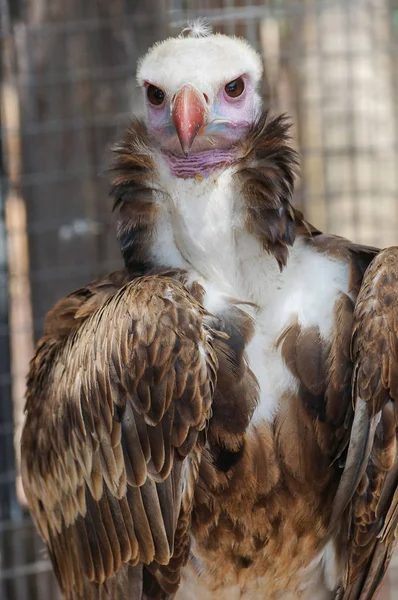 Retrato Trigonoceps Occipitalis Cerca — Foto de Stock