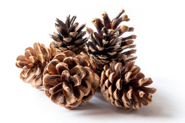 Beyaz arkaplanda çam kozalakları izole.