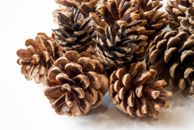 Beyaz arkaplanda çam kozalakları izole.