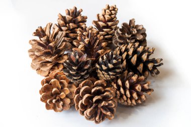 Beyaz arkaplanda çam kozalakları izole.