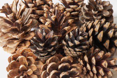 Beyaz arkaplanda çam kozalakları izole.