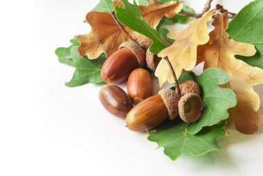 Meşe palamudundan bileşimi.