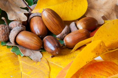 Meşe palamudundan bileşimi.