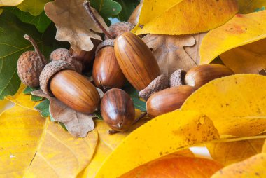 Meşe palamudundan bileşimi.