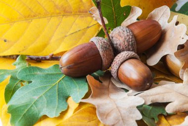 Meşe palamudundan bileşimi.